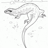 Ava Lizard