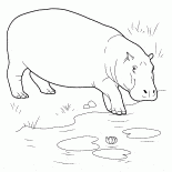 Hippo su kütlesine gider