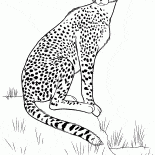 Ava Çita