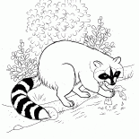 Rakun yiyecek bulundu
