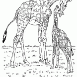Afrika zürafalar