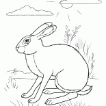 Tavşan gizleme