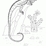 Bir kaya üzerine iguana