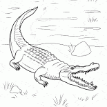 Timsah kıyıda geldi