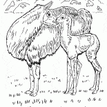 Çölde Llamas