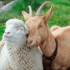 Koyun ve keçiler