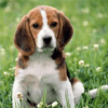 Köpekler